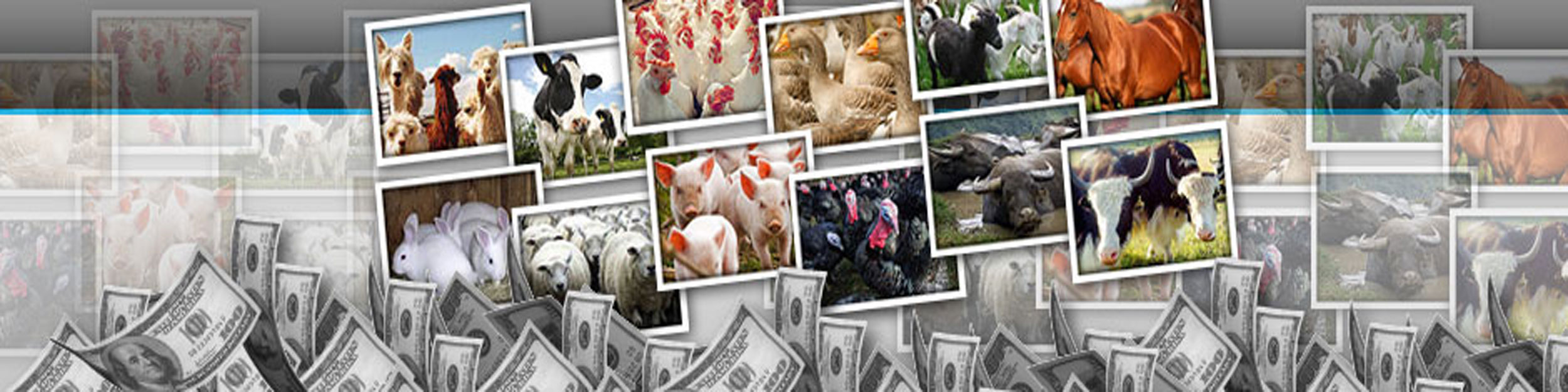 Profitable Livestock Farming