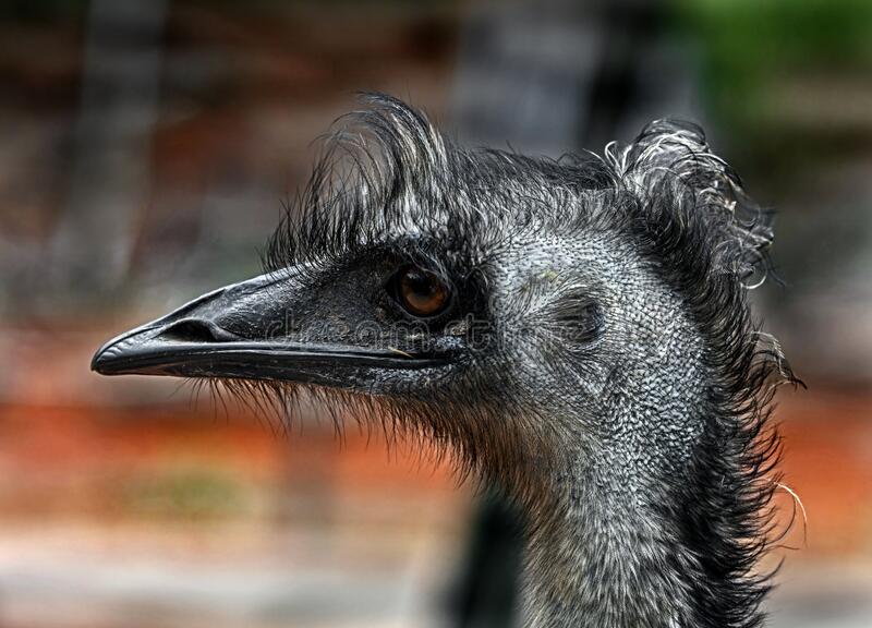 Emu Farming Commercialization - Profitable Livestock Farming