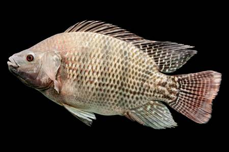 Tilapia Farming For Commercial Purposes - Profitable Livestock Farming