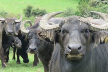 Beginner’s Guide To Raise Water Buffaloes